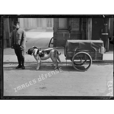 Paris, Ministère de la guerre. Service de Santé, voiturettes attelées de chiens. [légende d'origine]
