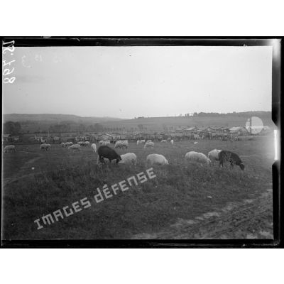 Breuil, Marne, parc d'artillerie. Le troupeau de moutons du parc. [légende d'origine]