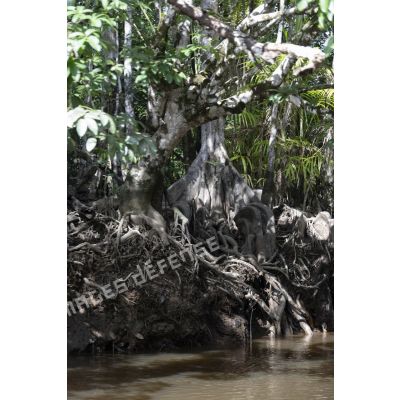 Mangroves en forêt près de Cayenne, en Guyane française.