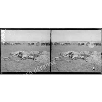 Région de Reims. Offensive d'avril 1917. Campement après la bataille, au 1er plan cadavre d'un cheval. [légende d'origine]