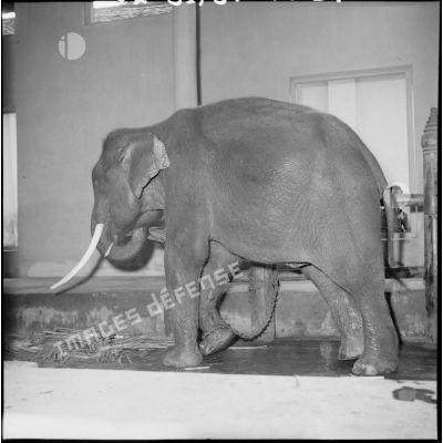 L'éléphant sacré dans son box du palais royal à Phnom Penh.