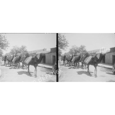 653. Convoi de chameaux se rendant à Brézina. [légende d'origine]