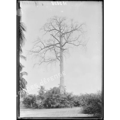 Douala. Un arbre à pain. [légende d'origine]