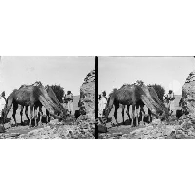 1219. L'abreuvoir des chameaux au puits. [légende d'origine]