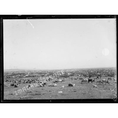 [Troupeaux de bovins et de moutons autour d'un campement : panoramique.]