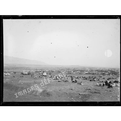 [Troupeaux de bovins et de moutons autour d'un campement : panoramique.]