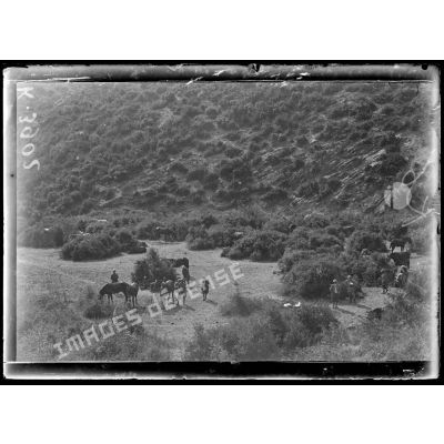 Ravin de Valadja (Macédoine). Mulets du train de combat du 1er colonial dispersés dans les broussailles. [légende d'origine]