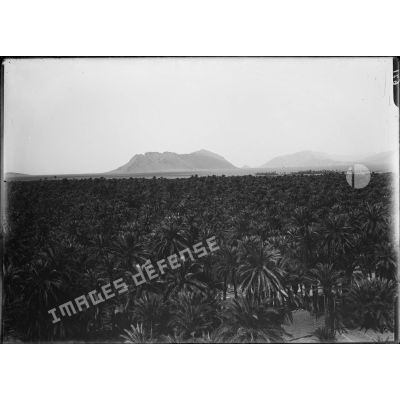 671. Panorama en 5 plaques de Figuig. La palmeraie de Figuig. Deuxième vue. Djebel. [légende d'origine]