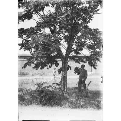 1510. Un arbre garni de criquets [illisible]. [légende d'origine]