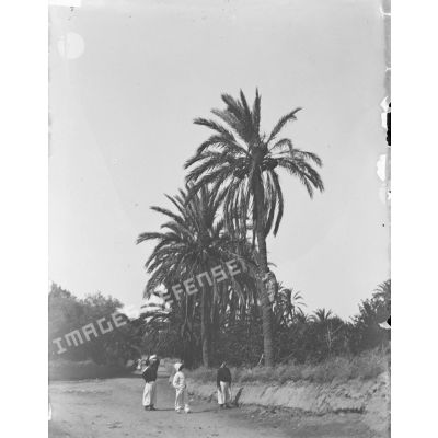 868. [Algérie, 1905-1914. Visite d'une palmeraie.]