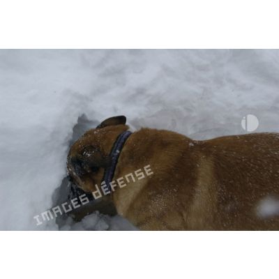 Un chien du PGHM (peloton de gendarmerie de haute montagne) recherche une victime lors d'un exercice de recherche après avalanche à Pierrefitte-Nestalas (Hautes-Pyrénées).