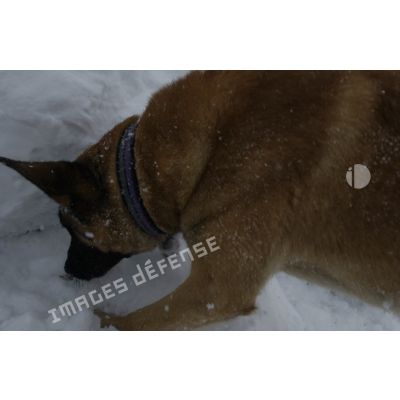 Un chien du PGHM (peloton de gendarmerie de haute montagne) recherche une victime lors d'un exercice de recherche après avalanche à Pierrefitte-Nestalas (Hautes-Pyrénées).