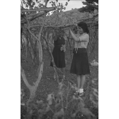 Des femmes crétoises récoltent du raisin dans les environs d'Héraklion.