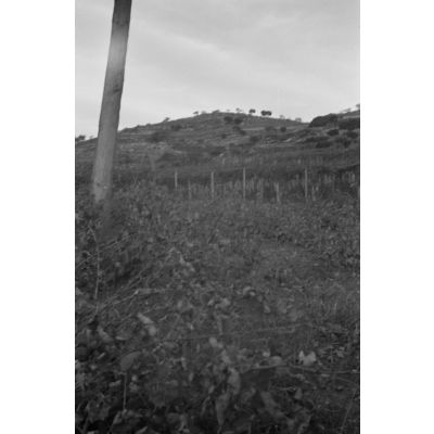 Des vignes crétoises dans le secteur d'Héraklion.