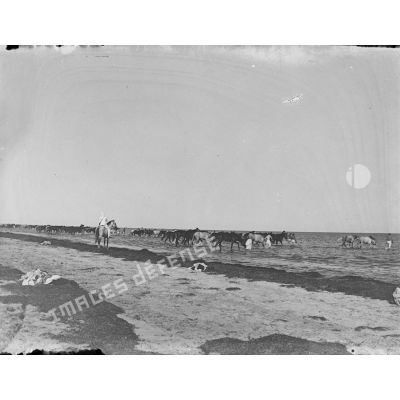 3. [Tunisie, 1902-1903. Chevaux en bord de mer.]