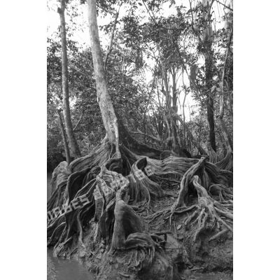 Végétation de mangroves dans une crique du fleuve Mahury en zone d'instruction de Tuff, en Guyane française.